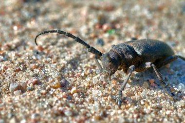 Büyük böcek barbel böceği büyük taneli mac ile kumda sürünür.