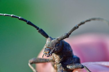 Ellerindeki büyük böcek baklavaları makroyu kapatır. 