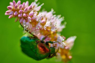 Pembe çiçekli yeşil böcek ve makroda yağmur damlaları 