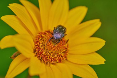 Sarı çiçekte siyah böcek ve makroda yağmur damlaları. 