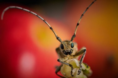 Kırmızı sırtında büyük bir bıyığı olan büyük böcek barbel böceği.