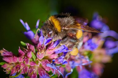 Mavi bir çiçeğin üzerindeki büyük yaban arısı, makroda nektar toplar. 
