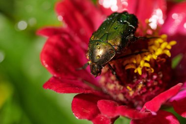 Kırmızı çiçekte yeşil böcek ve makro yağmur damlaları 