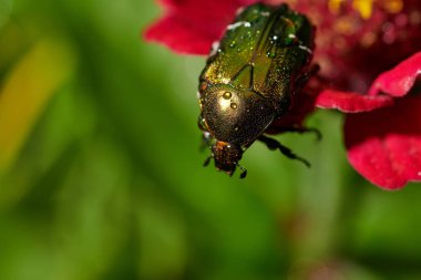 Kırmızı çiçekte yeşil böcek ve makro yağmur damlaları 