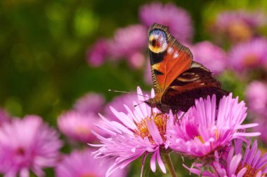 Mor pembe bir çiçekte kelebek, makroda nektar toplar. 