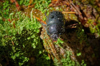 Several large insect black beetles pung bug on a green moss 