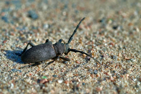 Gros insecte barbarie rampe sur le sable avec de gros grains mac — Photo