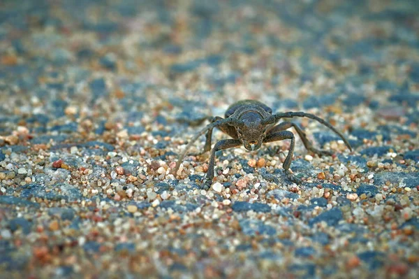 large insect barbel beetle crawls on sand with ant in macro