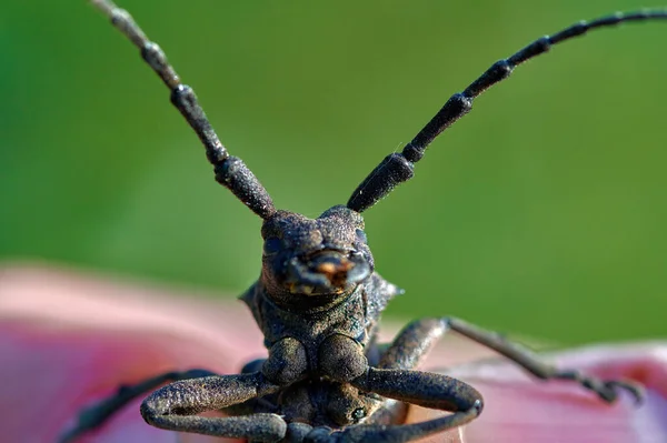 Grand barbel insecte scarabée dans les mains fermer macro — Photo
