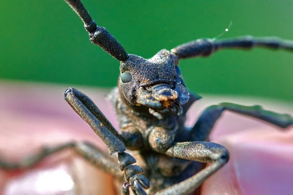 Grande inseto besouro barbel em mãos fechar macro — Fotografia de Stock