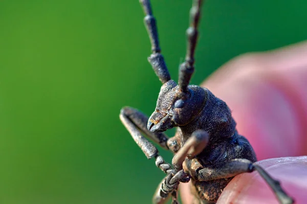 Grande inseto besouro barbel em mãos fechar macro — Fotografia de Stock