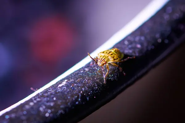Serangga kuning kecil pada latar belakang ungu — Stok Foto