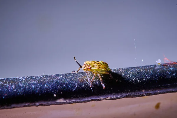 Mały owad żółty robak na fioletowym tle — Zdjęcie stockowe