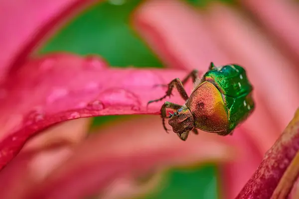 Bogue vert sur une fleur rose avec des gouttes de pluie en macro — Photo