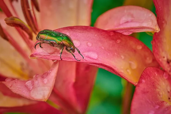 Bogue vert sur une fleur rose avec des gouttes de pluie en macro — Photo