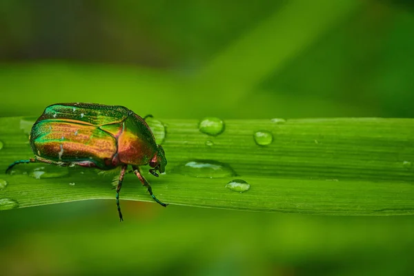 Çimenlerin üzerinde yeşil böcek ve makroda yağmur damlaları. 