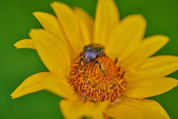 Insecto negro en una flor amarilla con gotas de lluvia en macro — Foto de Stock