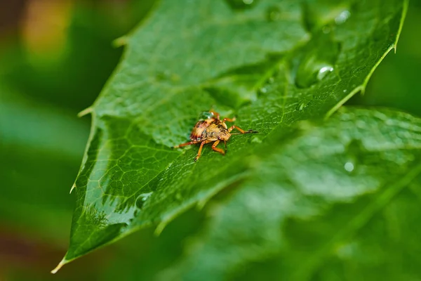 매크로에 빗방울 이 있는 잎에 붙어 있는 작은 벌레노란 벌레 — 스톡 사진