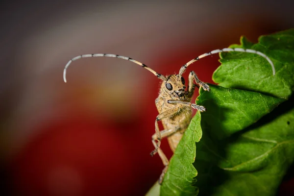 Besouro barbel grande inseto com um grande bigode em um backgr vermelho — Fotografia de Stock