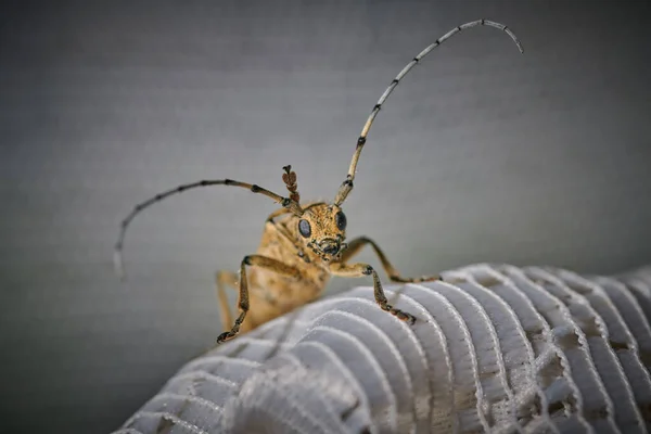 Gros scarabée barbillon insecte avec une grande moustache sur un dos blanc — Photo