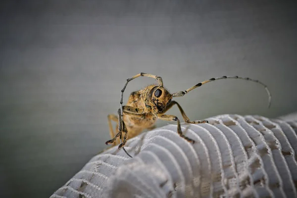 Gros scarabée barbillon insecte avec une grande moustache sur un dos blanc — Photo