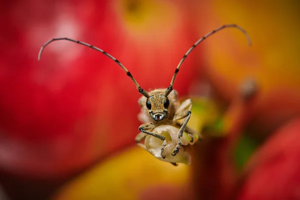 Gros scarabée barbillon insecte avec une grande moustache sur un fond rouge — Photo
