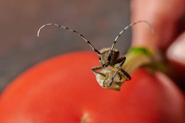 Gros scarabée barbillon insecte avec une grande moustache sur un fond rouge — Photo