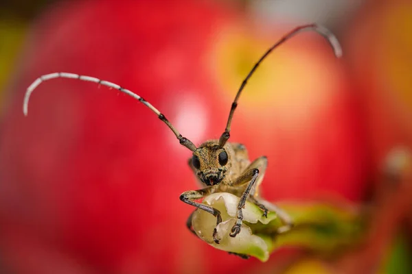 Gros scarabée barbillon insecte avec une grande moustache sur un fond rouge — Photo