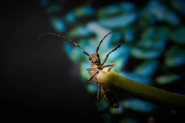 大きな虫のバーベル甲虫で青い背中に大きな口ひげがあり — ストック写真