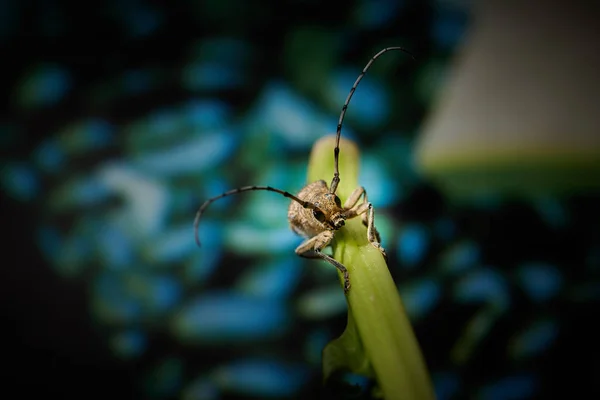 Gros scarabée barbillon insecte avec une grande moustache sur un dos bleu — Photo