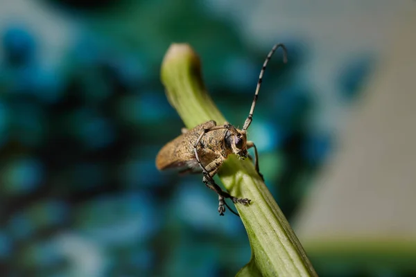 Gros scarabée barbillon insecte avec une grande moustache sur un dos bleu — Photo