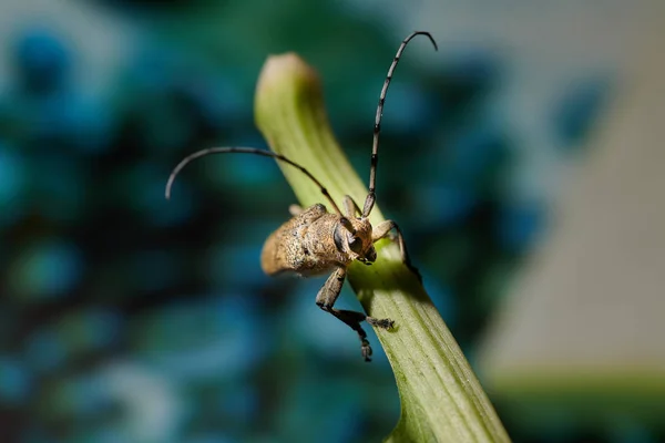 Gros scarabée barbillon insecte avec une grande moustache sur un dos bleu — Photo