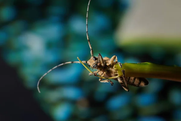 Gros scarabée barbillon insecte avec une grande moustache sur un dos bleu — Photo