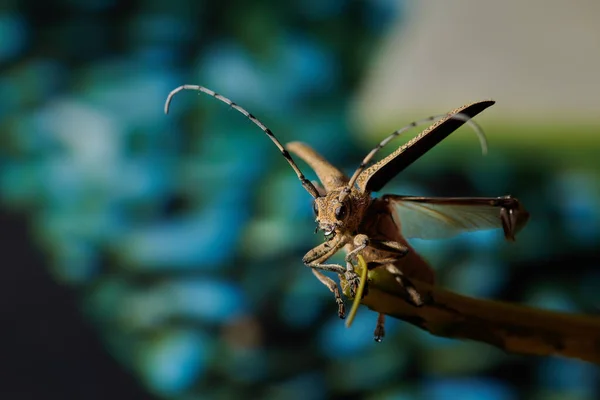Großer Insektenborkenkäfer mit großem Schnurrbart auf blauem Rücken — Stockfoto