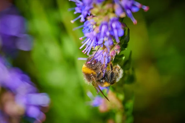 Mavi bir çiçeğin üzerindeki büyük yaban arısı, makroda nektar toplar. 
