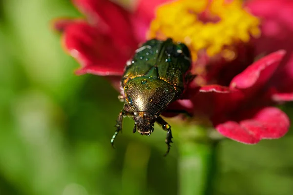 Зеленый жук на красном цветке с каплями дождя в макросе — стоковое фото