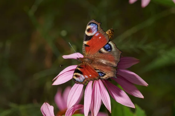 Papillon sur une fleur rose violette recueille le nectar en macro — Photo