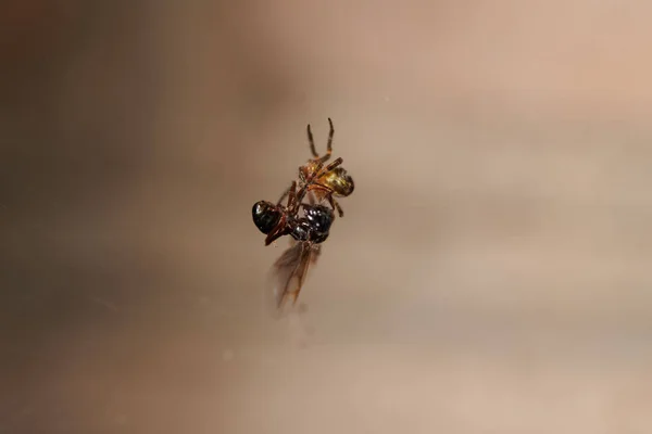 クモはアリを捕まえてそれと戦い，それを網の中に分ける。 — ストック写真
