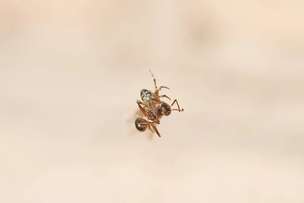 蜘蛛抓住一只蚂蚁，与之搏斗，并把它编织成一张网 — 图库照片
