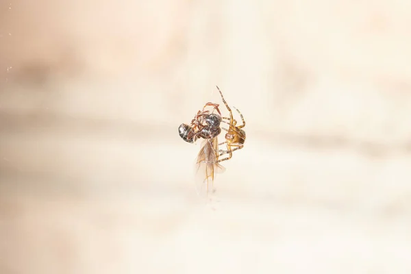 Il ragno ha preso una formica e combatte con esso, lo tesse in una ragnatela — Foto Stock