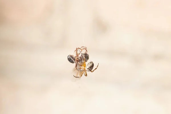 The spider caught an ant and fights with it, plaits it in a web — Stock Photo, Image