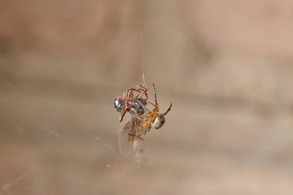 Laba-laba menangkap seekor semut dan berkelahi dengannya, menempelkannya ke dalam jaring — Stok Foto