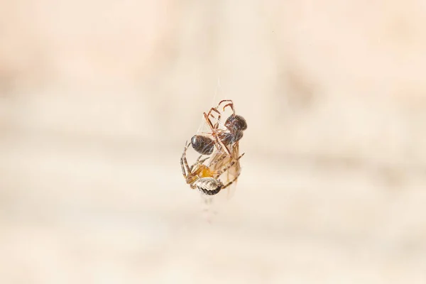 Павук спіймав мурашку і бився з нею, помістивши її в павутину — стокове фото