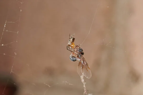 The spider caught an ant and fights with it, plaits it in a web
