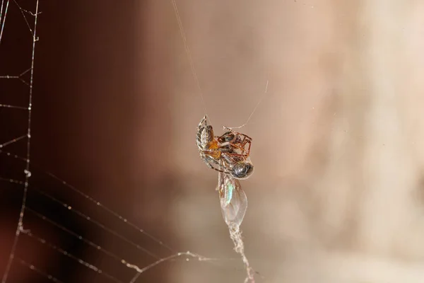 The spider caught an ant and fights with it, plaits it in a web