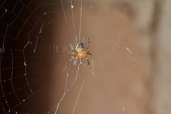 Laba-laba menangkap seekor semut dan berkelahi dengannya, menempelkannya ke dalam jaring — Stok Foto