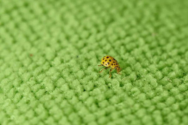 Makro yeşil bir yüzey üzerinde küçük sarı uğurböceği böceği 
