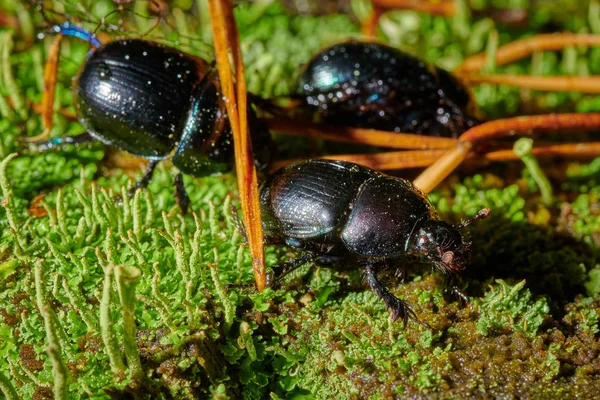 Several large insect black beetles pung bug on a green moss 