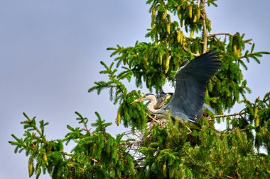 Yuvasında yavruları olan büyük gri Avrupalı balıkçıl kuşu