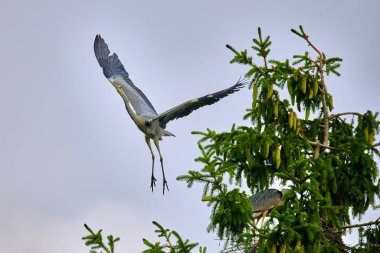 Yuvasında yavruları olan büyük gri Avrupalı balıkçıl kuşu